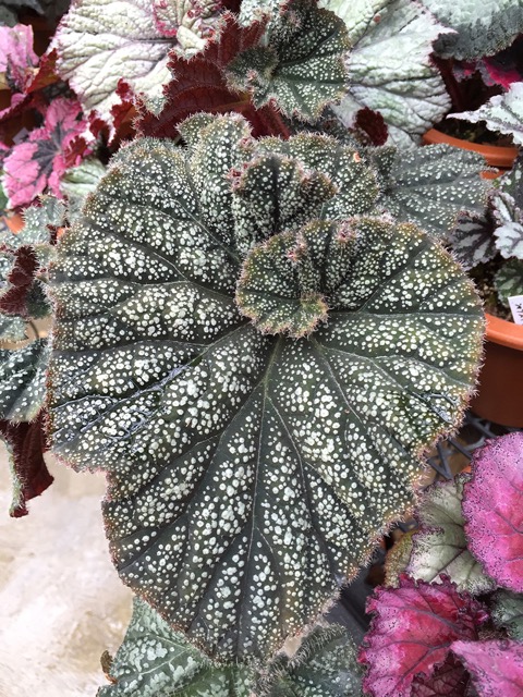 B. ‘Curly Romance Grey’